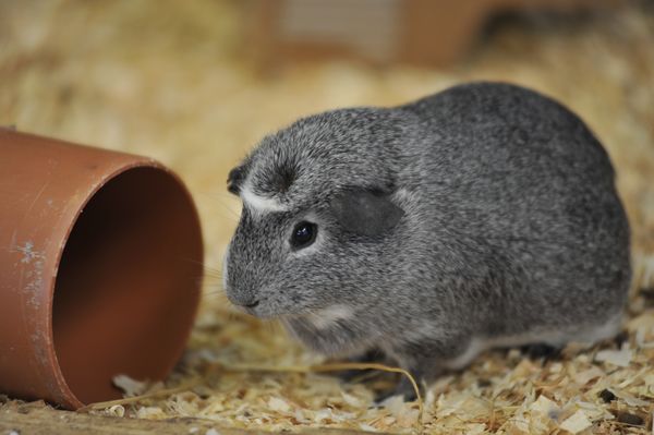 Guinea pig