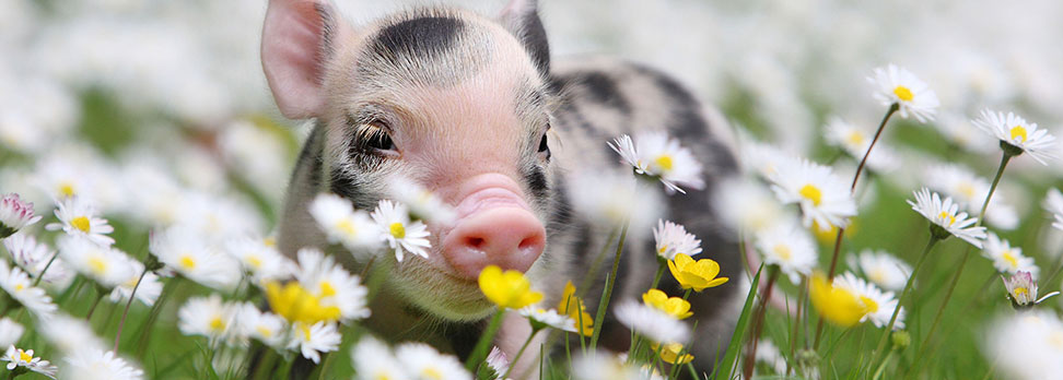 Pig in daisies